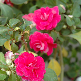 Plant Photo 5