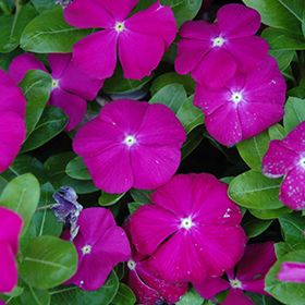 Plant Photo 4