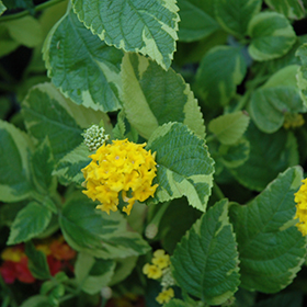 Plant Photo 10