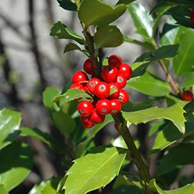 Plant Photo 10