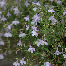 Plant Photo 6