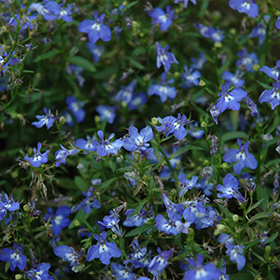 Plant Photo 7