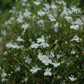 Plant Photo 1