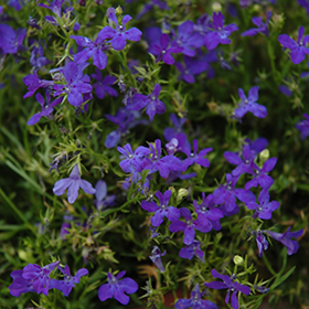 Plant Photo 3