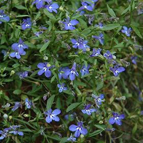 Plant Photo 2