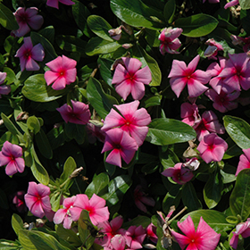 Plant Photo 1