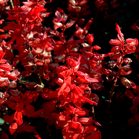 Plant Photo 2