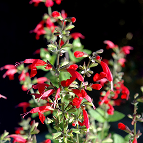 Plant Photo 5