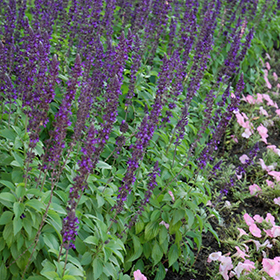Plant Photo 5