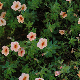 Plant Photo 3
