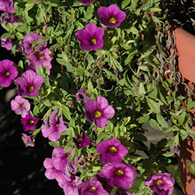 Plant Photo 6