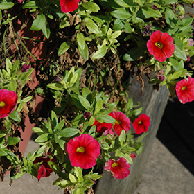 Plant Photo 7