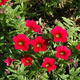 Plant Photo 3