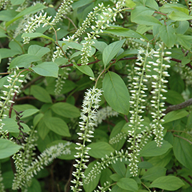 Plant Photo 5