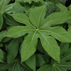 Plant Photo 3