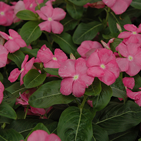 Plant Photo 8