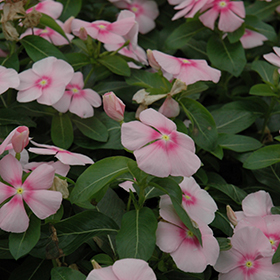 Plant Photo 2