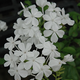 Plant Photo 1