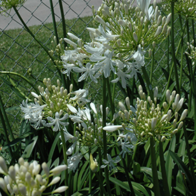 Plant Photo 1