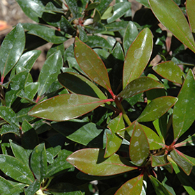 Plant Photo 2