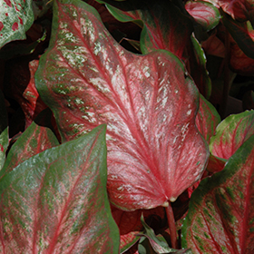 Plant Photo 10