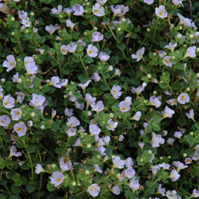 Plant Photo 7