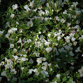Plant Photo 8