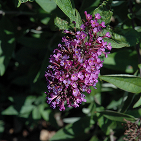 Plant Photo 5