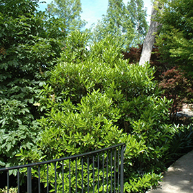 Plant Photo 9