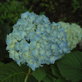 Plant Photo 7