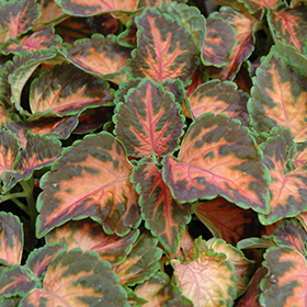 Plant Photo 7