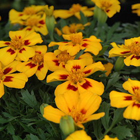Plant Photo 7