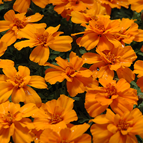 Plant Photo 2