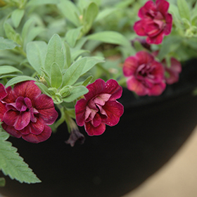 Plant Photo 9