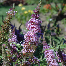 Plant Photo 6