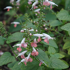 Plant Photo 4
