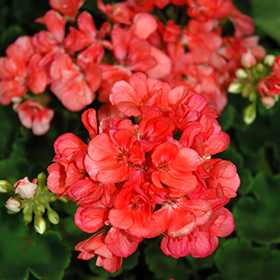 Plant Photo 8