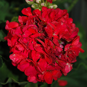 Plant Photo 3