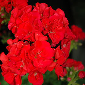 Plant Photo 5