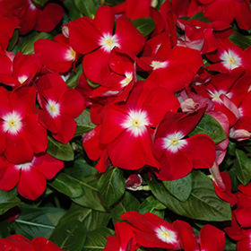 Plant Photo 6