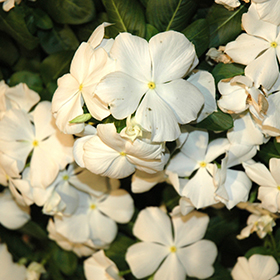 Plant Photo 2