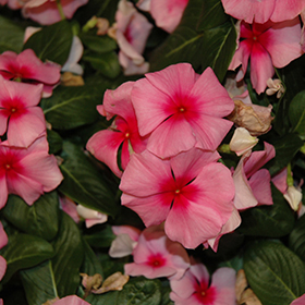 Plant Photo 7