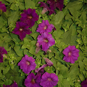 Plant Photo 9