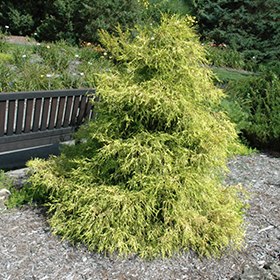 Plant Photo 9