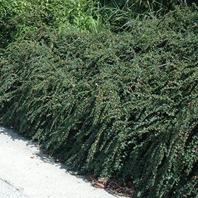 Plant Photo 7