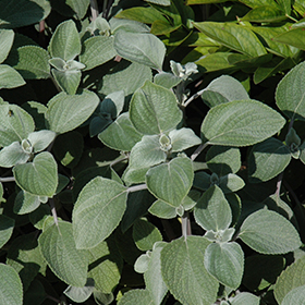 Plant Photo 1