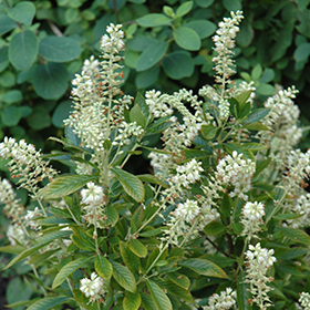 Plant Photo 2