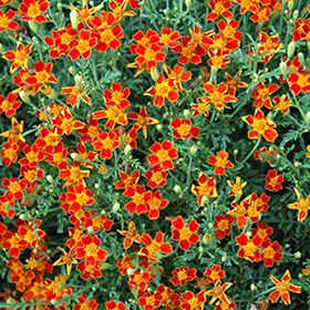 Plant Photo 6