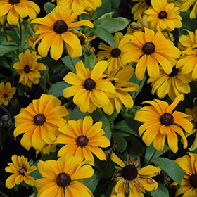 Plant Photo 3