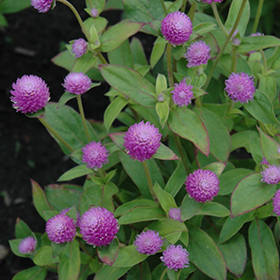 Plant Photo 5